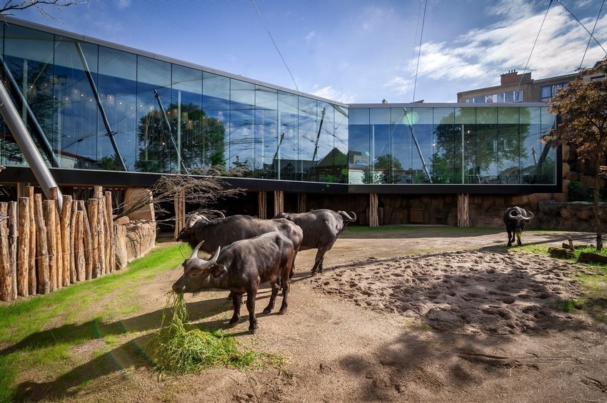 Anvers - ZOO nouvelle Savanne